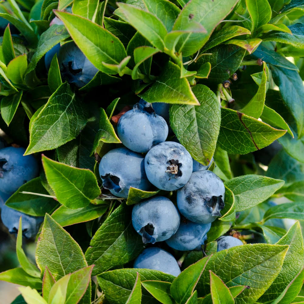 Gurney's Seed and Nursery 1-Pack Tophat Blueberry Bare Root Plant - 63080 - Product image 1